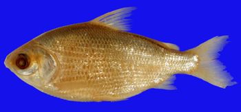 Media type: image; Ichthyology 20312